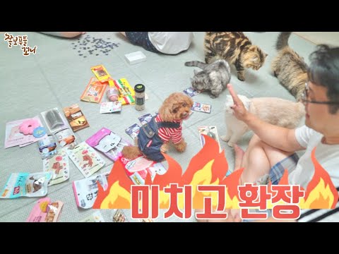 아뿔싸... 야밤에 졸리는 강아지에게 선물 50개를 줬더니, 개랑 고양이가 다 미쳐버렸습니다ㅋㅋㅋㅋ