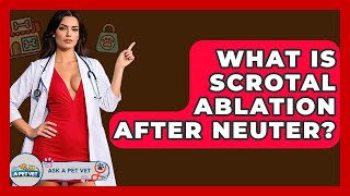 What Is Scrotal Ablation After Neuter? - Ask A Pet Vet