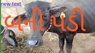 5 🌠🌠🌠🌠⭐ Padi bani kundhi nasal || #village_life_vlog #gujrati_Vlogar #vlogs