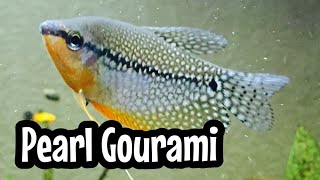 Species Care: Pearl Gourami Fish