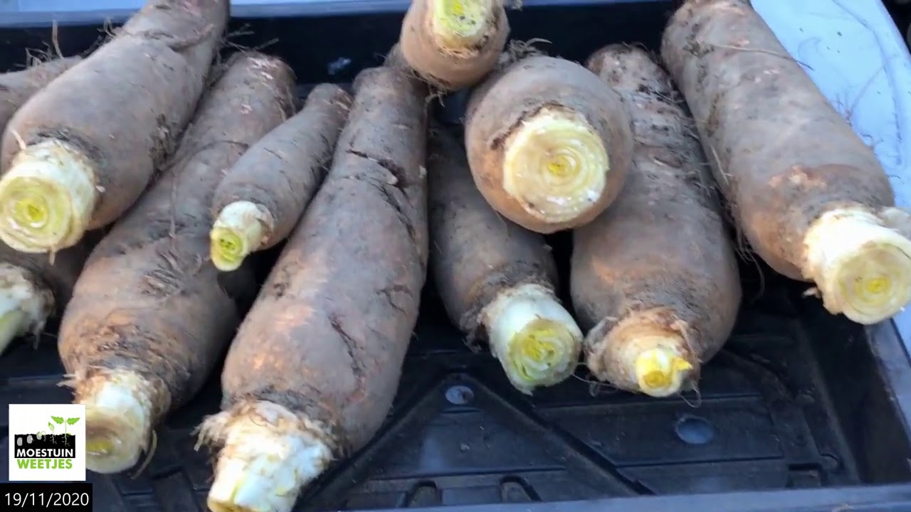 Hoe kweek ik witloof uit witloofwortels DEEL 1