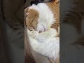 虎徹、夢でママのおっぱい吸うとるじゃろm9(^Д^)プギャー