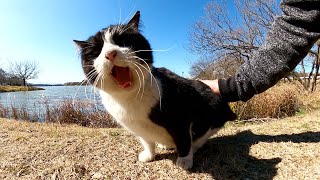 池のほとりでお散歩していたハチワレ猫をナデナデしたら指を舐めてくれた
