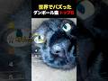 世界でバズったダンボール猫