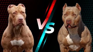 Breed Showdown: American Pitbull Terrier VS American Bully