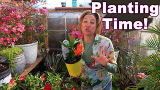 Planting Time!! | Tropical Flowers in My Carolina Garden | Overwintered Dipladenia & Bougainvillea