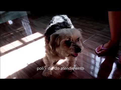 Vídeo: Tosse Em Cães