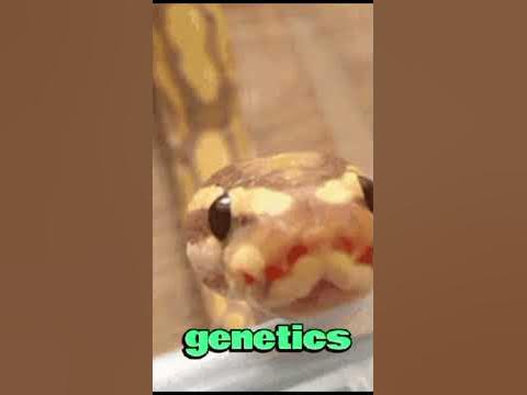 Facts about the sunset ball pythons#facts #python #animals - YouTube
