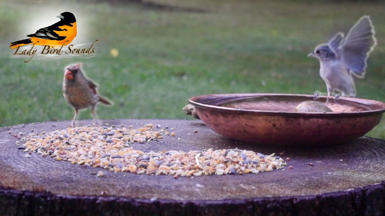 Cat TV - We are Back! Tufted Titmouse, Cardinals, and More!