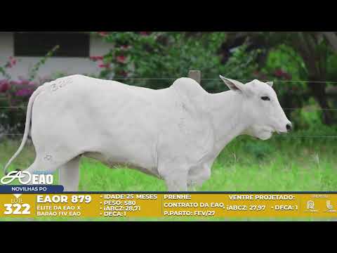LOTE 322