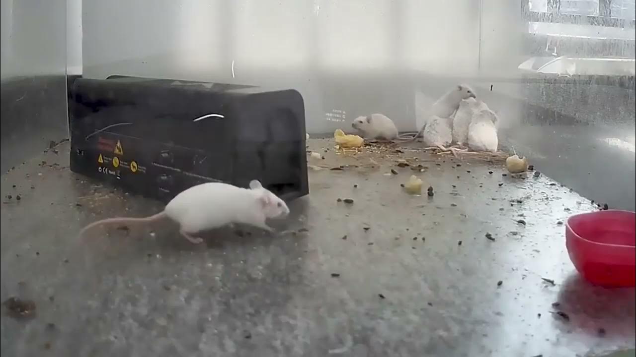 3202-L Electric Rat Killer - YouTube