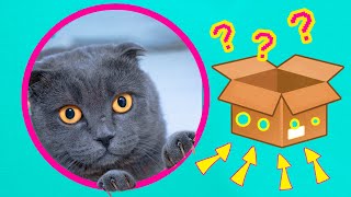 видео: В НАСКОЛЬКО МАЛЕНЬКОЕ ОТВЕРСТИЕ СМОЖЕТ ПРОЛЕЗТЬ КОШЕЧКА БАТТЕРС ? картинка: В НАСКОЛЬКО МАЛЕНЬКОЕ ОТВЕРСТИЕ СМОЖЕТ ПРОЛЕЗТЬ КОШЕЧКА БАТТЕРС ?