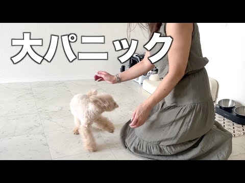 大好きな母が福岡から遊びに来たら犬がパニックになったw【トイプードル】