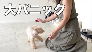 大好きな母が福岡から遊びに来たら犬がパニックになったw【トイプードル】