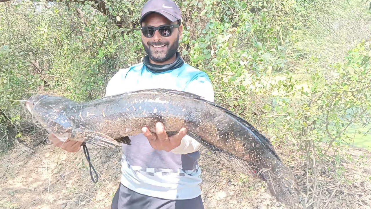 Snakehead fishing to gujarat / maral fishing / how to catch maral ...