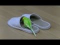 おしゃべりインコのピッピはスリッパが大好き！Bird Love Slippers#4