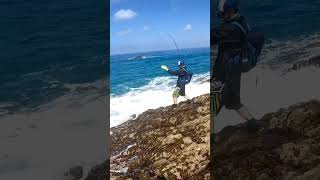 FVF® - Fuerteventura Fishing. FIGHT WITH A BLUEFISH #fuerteventura #fishing #shorts #videos #viral