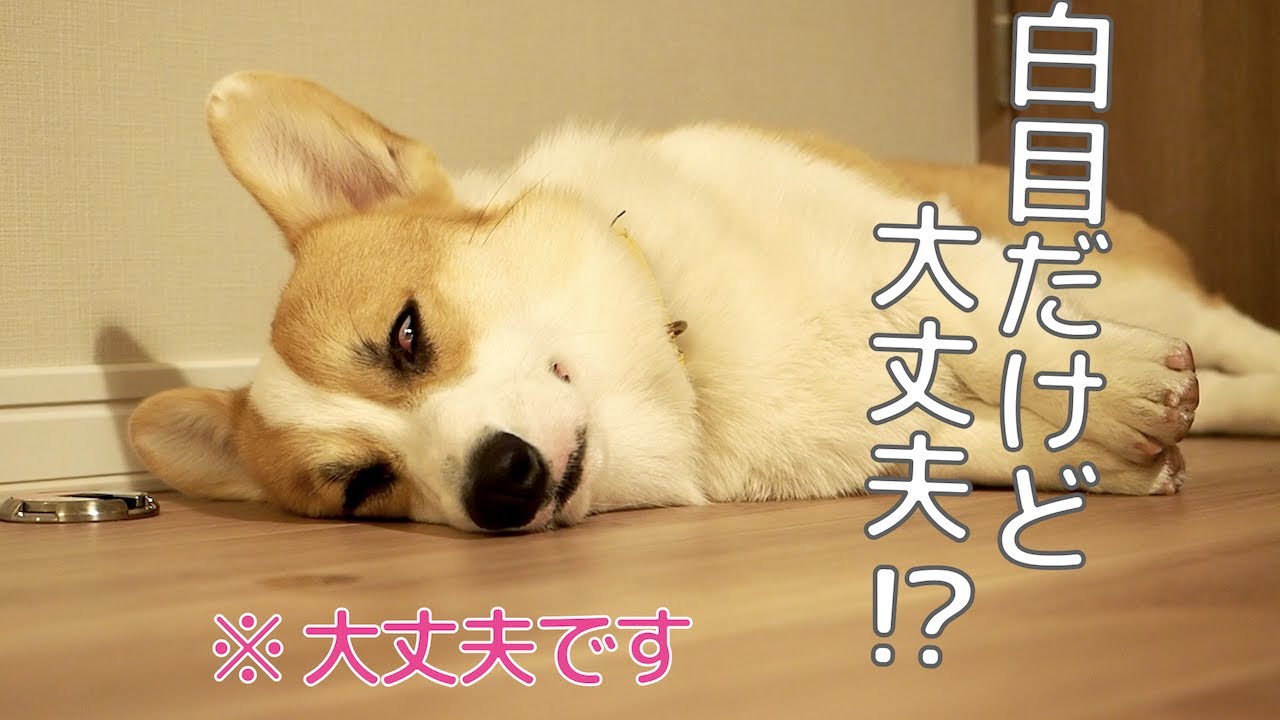 気持ちよさそうに寝てたら実は白目を剥いていたコーギー Youtube