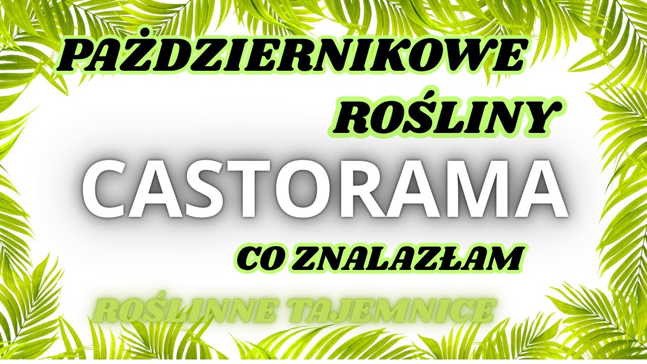 CASTORAMA-JAKIE ROSLINY DOMOWE SĄ DOSTĘPNE