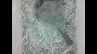 Live Bird Box Camera Norway | Nest Watch 2026 🐦