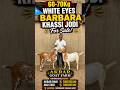 60-70Kg White Eyes Singhar Barbara For Sale #barbara #goat #barbarigoats #barbari #bakraeid #shorts