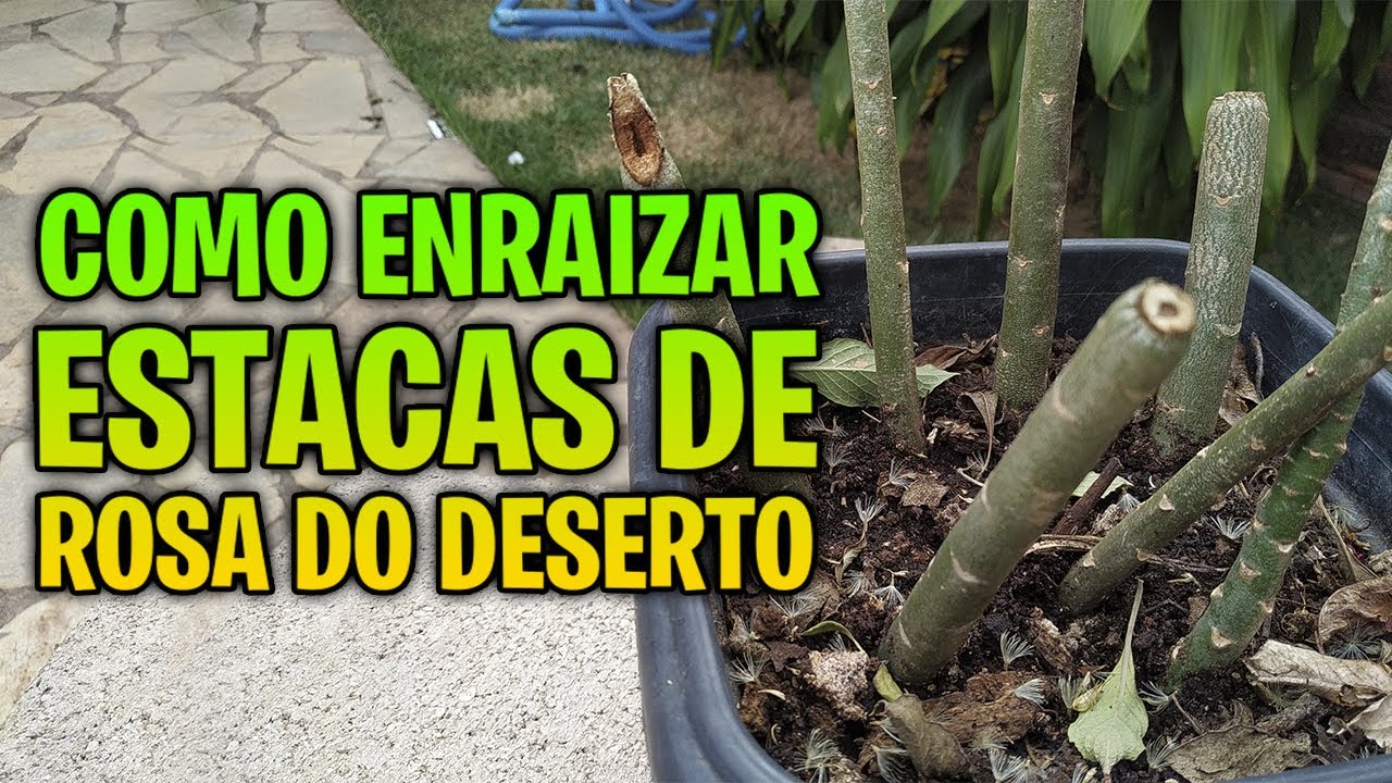 ✅O SEGREDO para enraizar estacas de ROSA DO DESERTO sem perder mudas