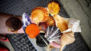 Finding colorful Shells along North Fork, Long Island