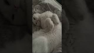 Lazy cat #cat #meme #reels #shorts #catlife #smartcat #lazycatday