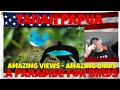 Tanah Papua: A Paradise for Birds - AMAZING VIEWS - AMAZING BIRDS - REACTION