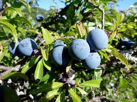 Vídeo: Endrino: Propiedades útiles Del Endrino, Recetas De Endrino, Baya De Endrino, Flores De Endrino, Raíz De Endrino. Espinas, Salvaje