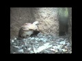 Barn Owl story 2011