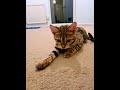 Super cute cat stretch  bengal kitten shorts