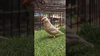 zebra finches light back full orange female #birds