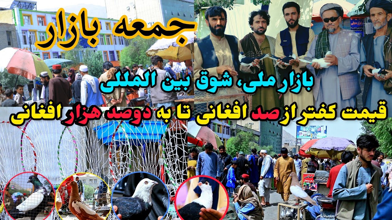 جمعه بازار|شور و هیجان|قیمت کفتر از صد تا به دوصدهزار افغانی|اشتراک شوقی ها از سراسر افعانستان|