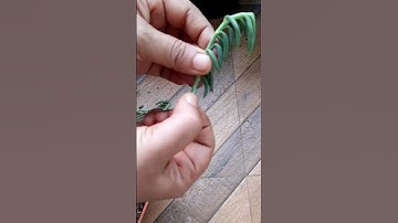 propagating string of bananas is easier than you think. #explorepage #fypyoutube #propagation