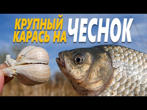 Огромные КАРАСИ гнут спиннинг! Ловим крупного карася на чеснок! Просто БЕШЕНЫЙ КЛЕВ.