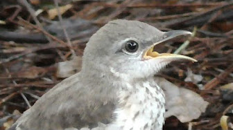 Mockingbird マネシツグミ Youtube
