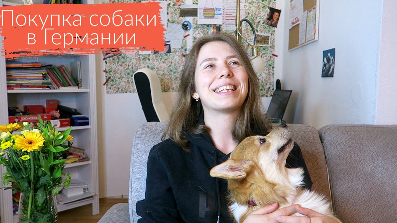 Как мы покупали собаку корги в Германии, полезные советы, стоимость