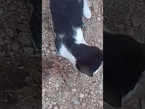 😻miau🤩😻 lo más