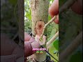 simple way to add new shoots🌱🌳 #grafting #craftworking #satisfying #nature #plants