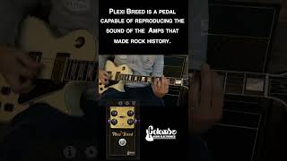 Plexi Breed Plugin, By Colombo Audio Electronics 2 #moddwarf