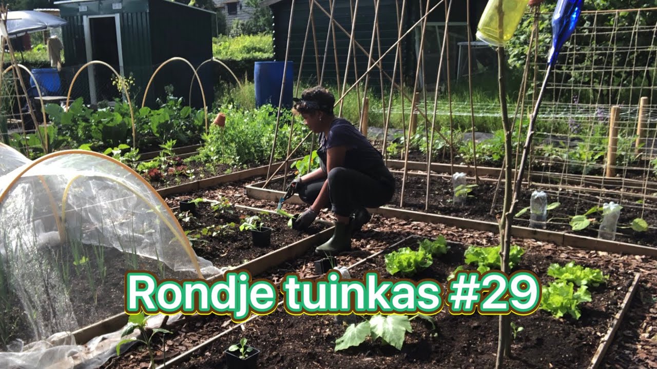 Mijn moestuin avontuur #29 Wat staat er allemaal in de kas?