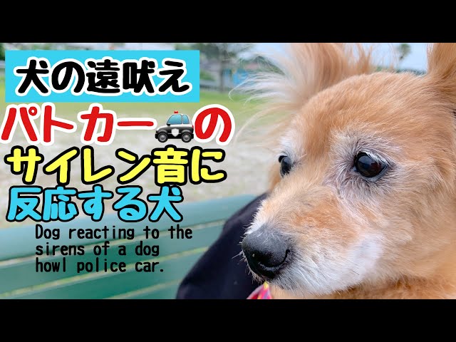 遠吠え パトカーのサイレン音に反応する犬 Dog Reacting To The Sirens Of A Dog Howl Police Car Youtube