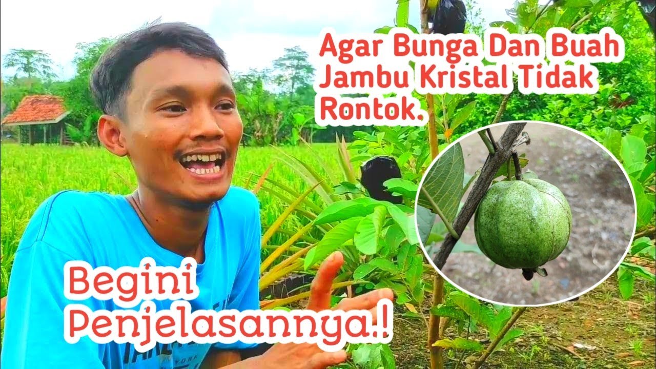Tips Agar Bunga & Buah Jambu Kristal Tidak Rontok