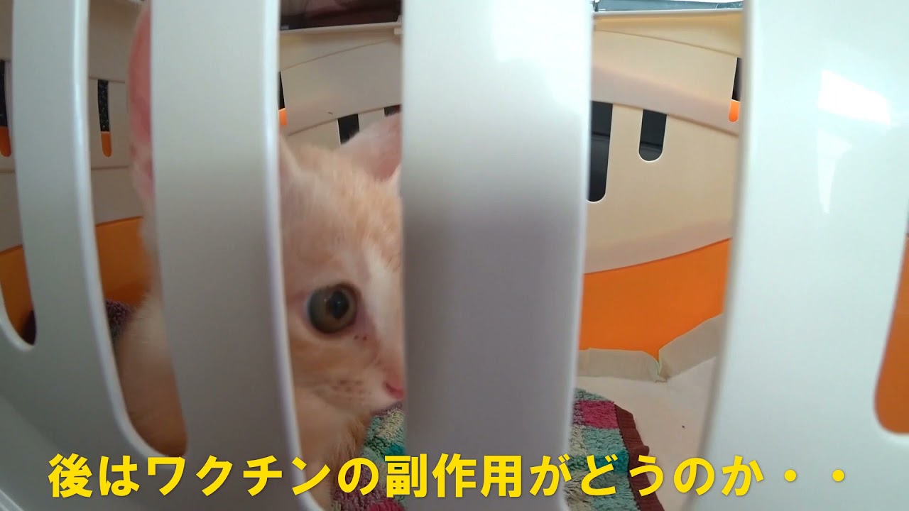 生後2ヶ月の子猫（初めてのワクチン接種と血液検査）