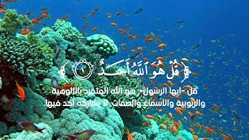 تلاوة خاشعة من القرآن الكريم | سورة الإخلاص