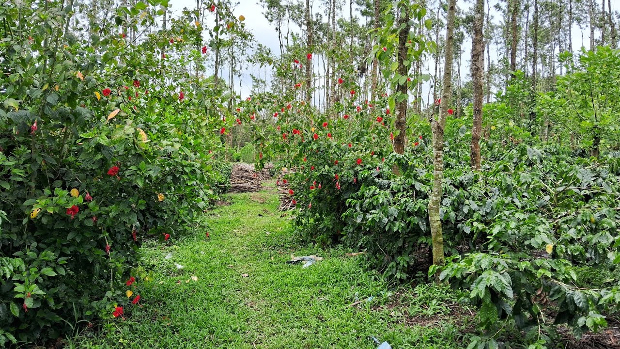 2 Acres Coffee Estate for Sale in Sakleshpur | Near Bangalore–Mangalore Expressway | Farmhouse Land