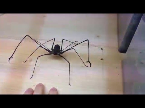 Video: Sunt păianjenii bici periculoși?