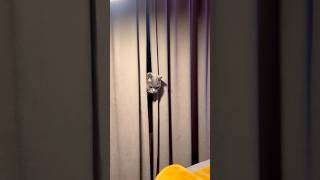 Download Lagu Oké de show kan beginnen 😺#shorts #short #cat #cats #britishshorthair #funnycats #funny #pets #kat MP3