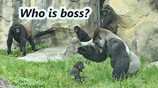 Gorilla Dad Djeecos Interaction With Naughty Son Jabali 大猩猩爸爸迪亞哥跟頑皮兒子的互動